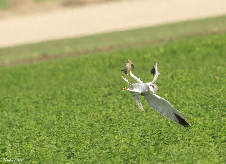        Palid Harrier Circus macrourus (Hunting meadow pipit)   Beit Shean valley 10-12-10  Lior Kislev                         